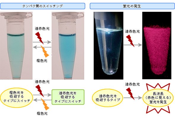 光の照射によるタンパク質のスイッチング