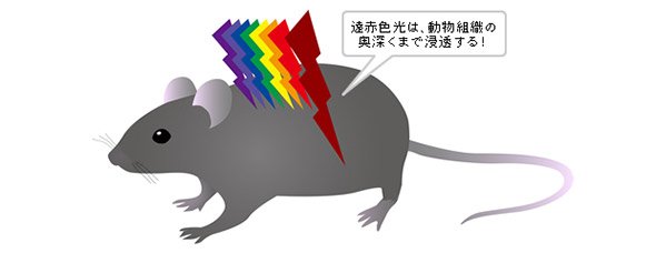 生体深部の細胞の状態を可視化
