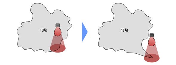 細胞の生物活動を活性化
