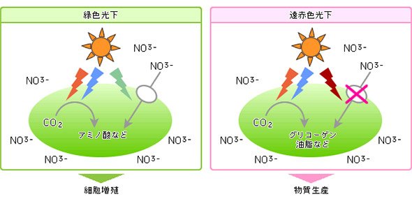 緑色光でアミノ酸生成、遠赤色光化で糖や油脂を生成