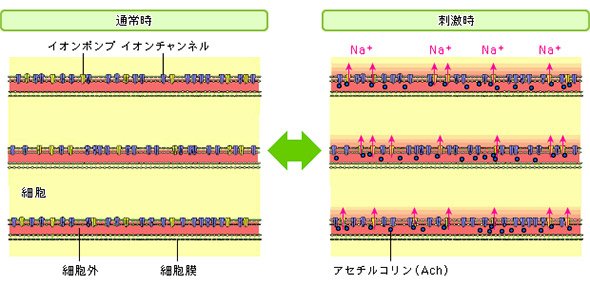  細胞膜イオンポンプとイオンチャネル