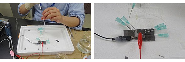 電気器官の発電性能測定の現場