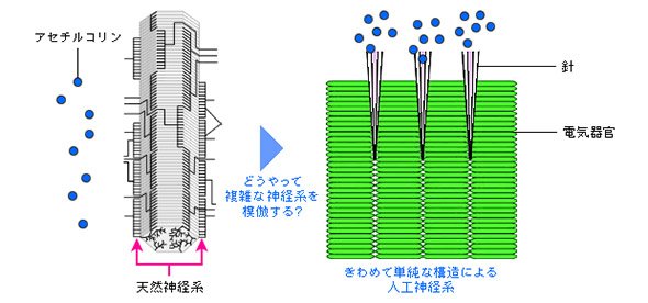 天然の神経系を電気器官とシリンジ針、アセチルコリン溶液で模倣