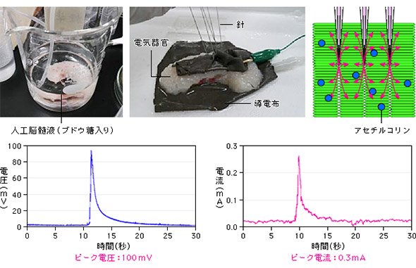 アセチルコリンによる発電の実証