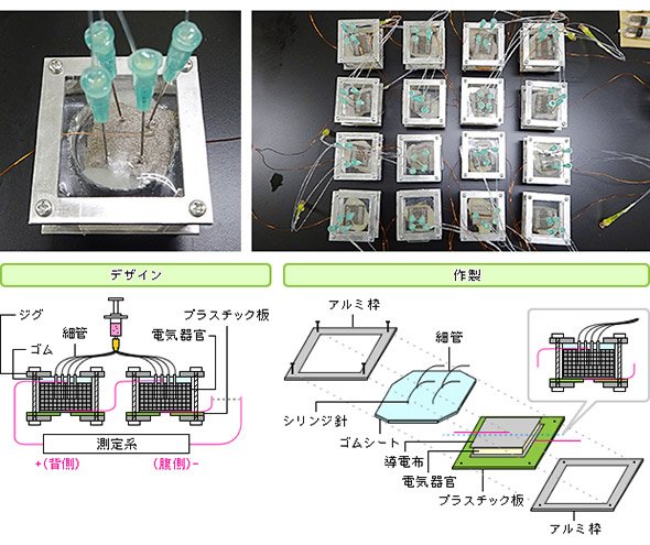 電気器官のデバイス化