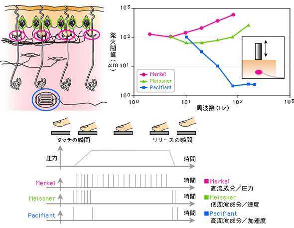 皮膚構造にある機械的変形の受容器の時間的役割分担